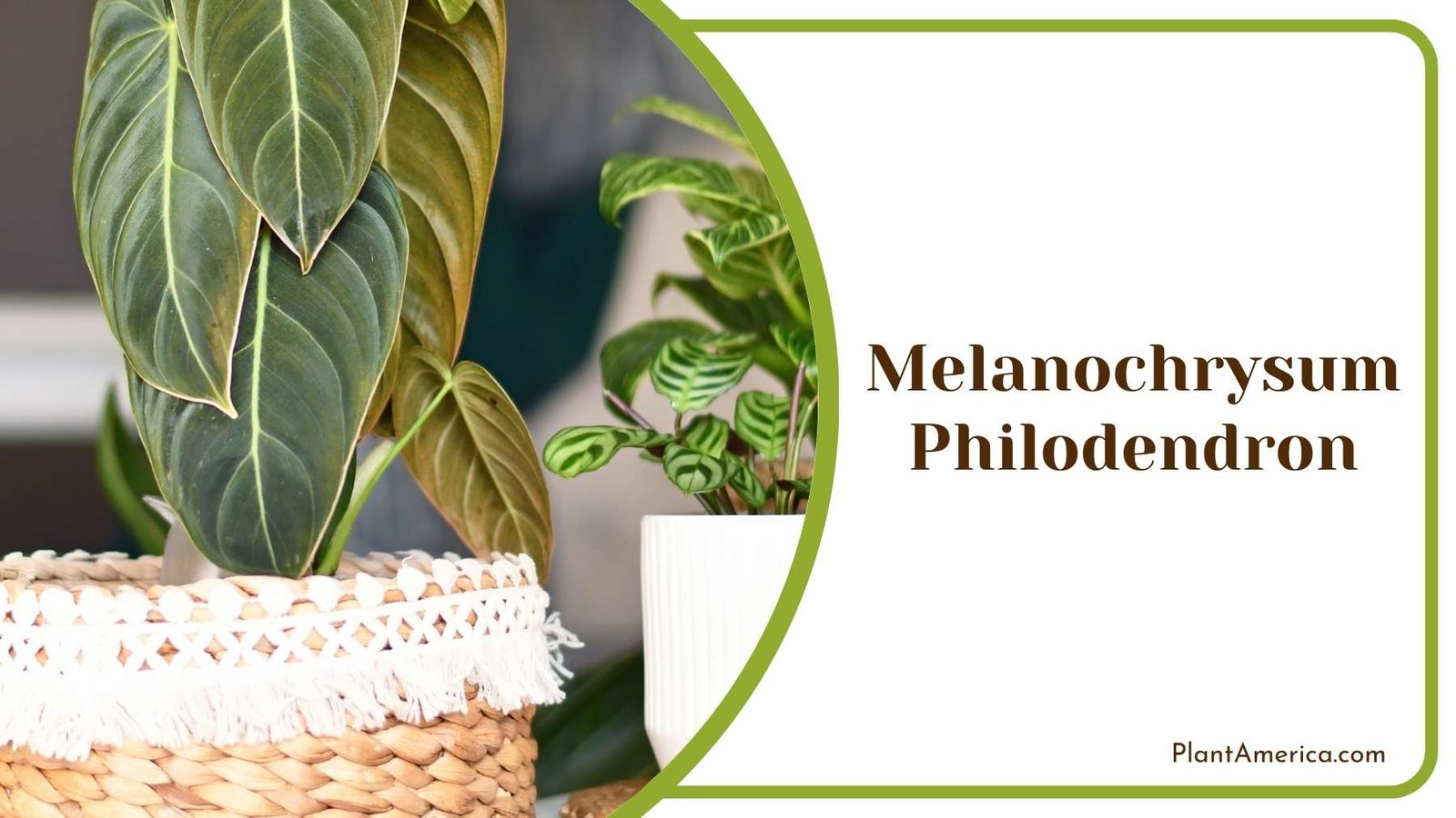 Melanochrysum Philodendron Pot Plant America