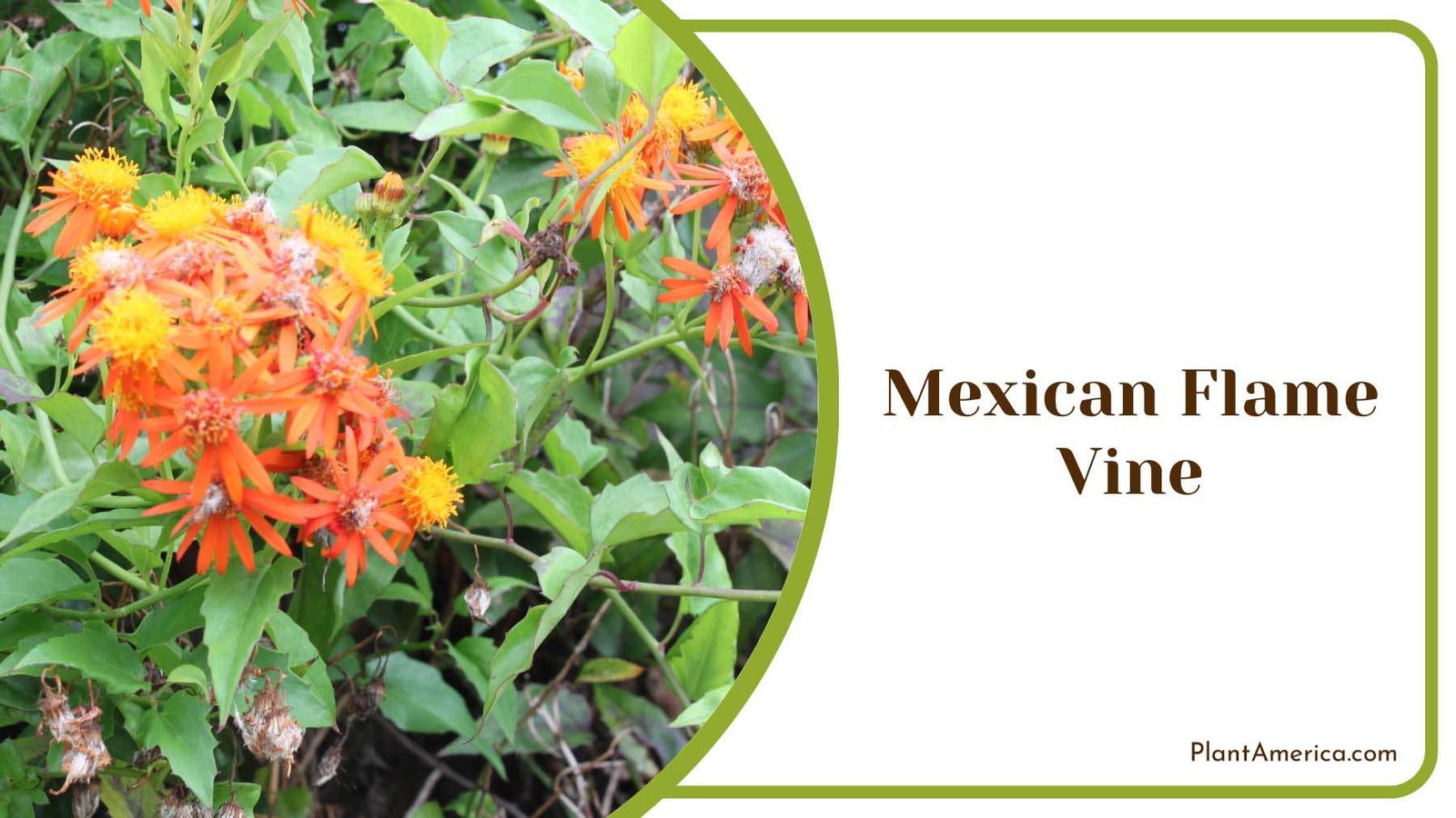Mexican Flame Vine Blooms Plant America