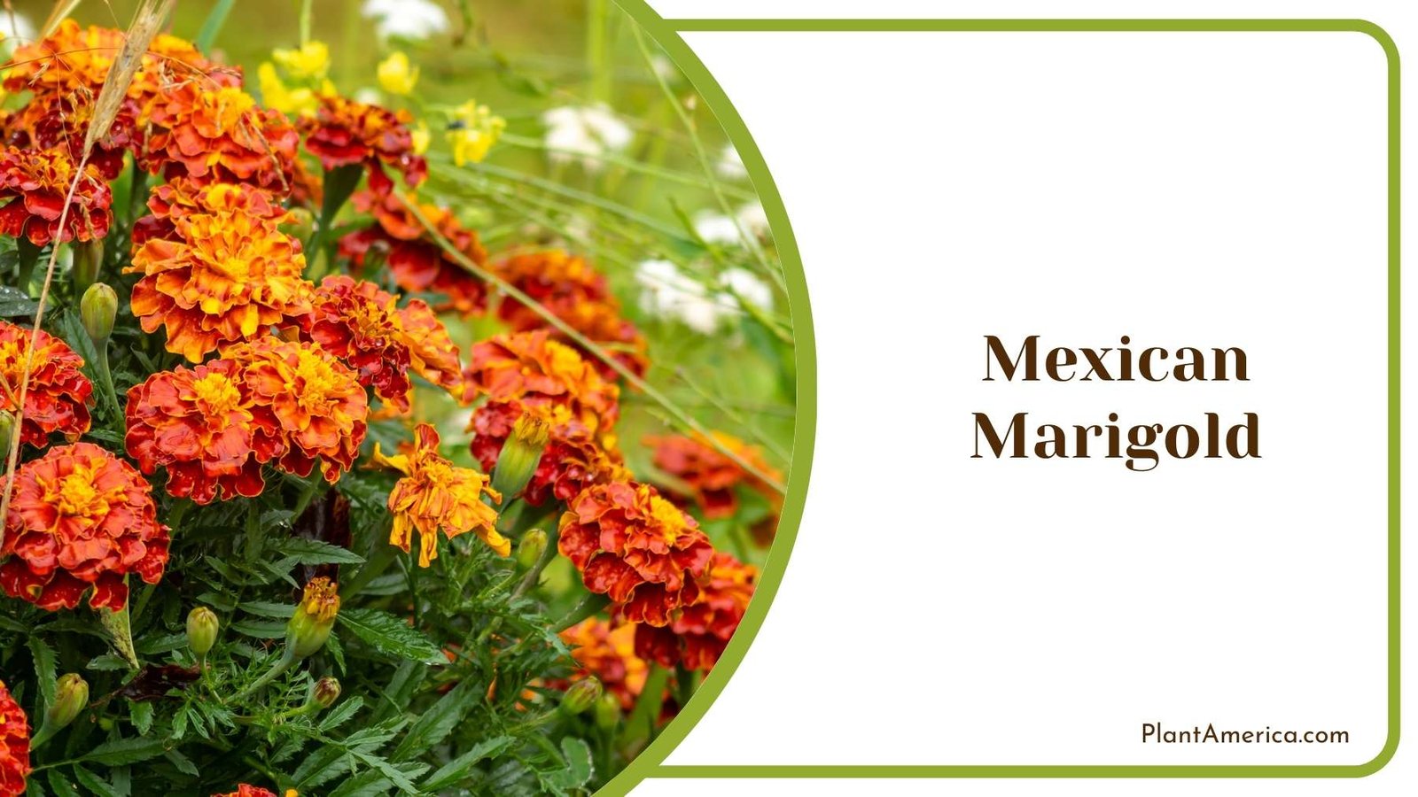 Mexican Marigold Picture Plant America