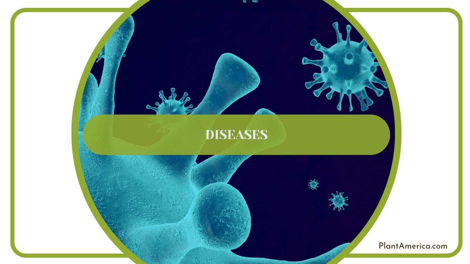 Microscopic Diseases Plant America