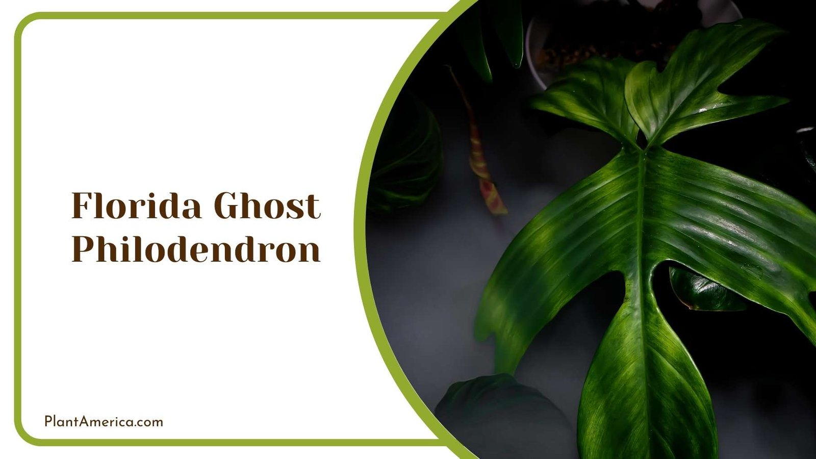 Mighty Florida Ghost Philodendron Plant America