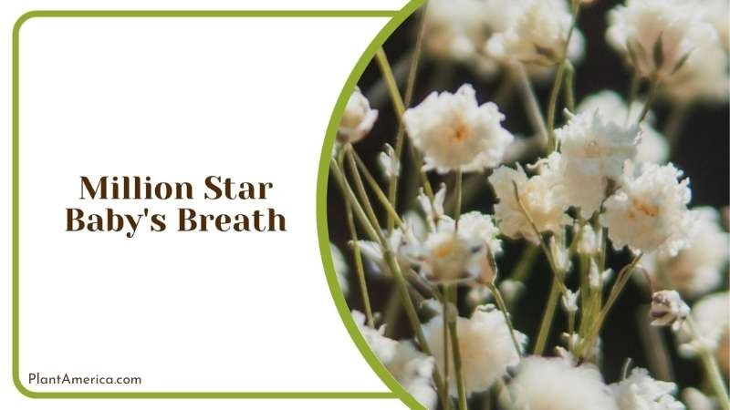 Million Star Baby s Breath Plant America