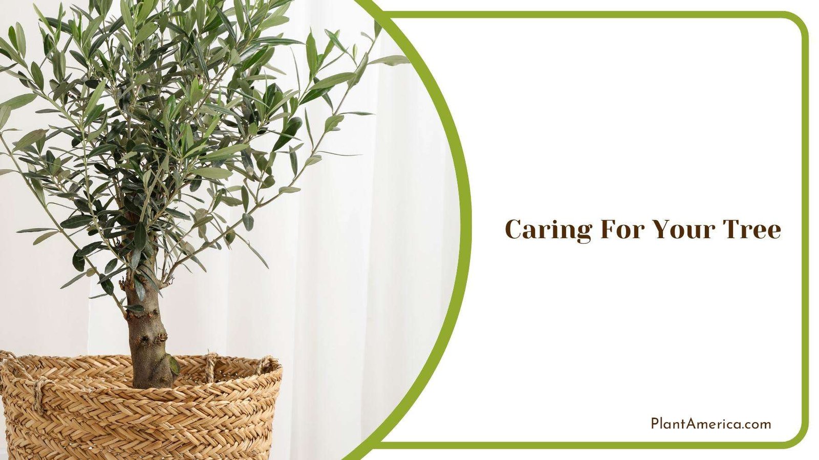 Mini Olive Tree In Basket Made of Straw PlantAmerica Mini Olive Tree In Basket Made of Straw PlantAmerica