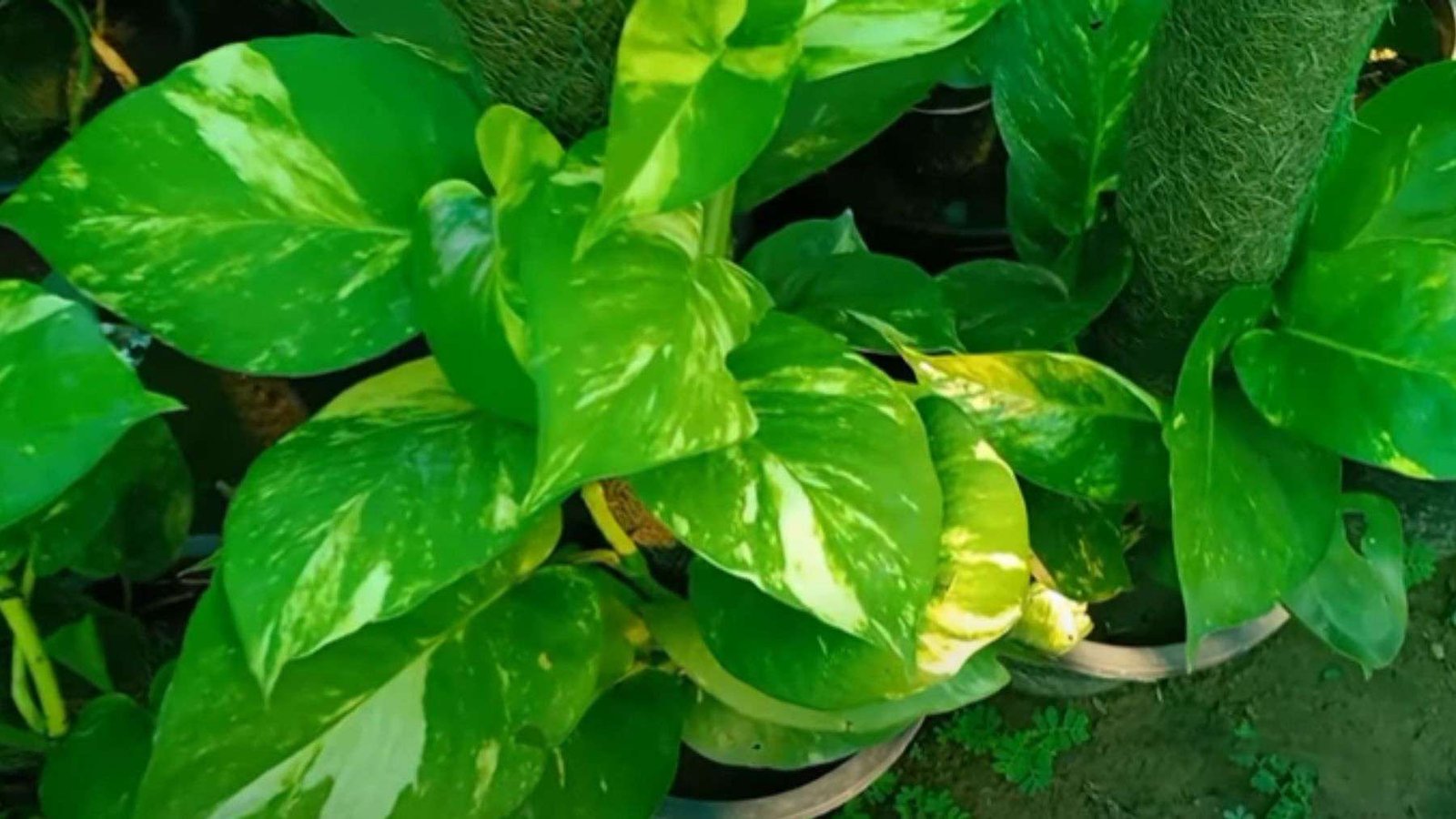 Money Plant Connotations Plant America