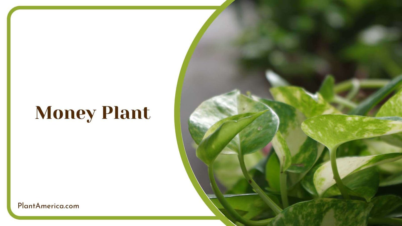 Money Plant Plant Americaq