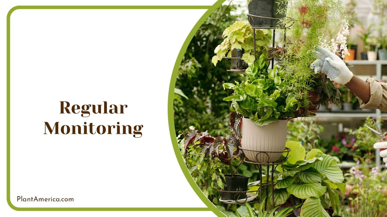 Monitoring Garden Plants Plant America Monitoring Garden Plants Plant America