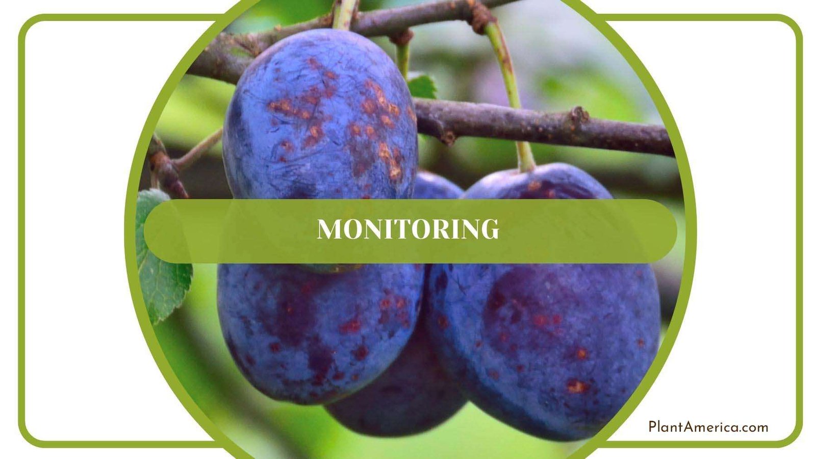 Monitoring Plum Tree PlantAmerica Monitoring Plum Tree PlantAmerica