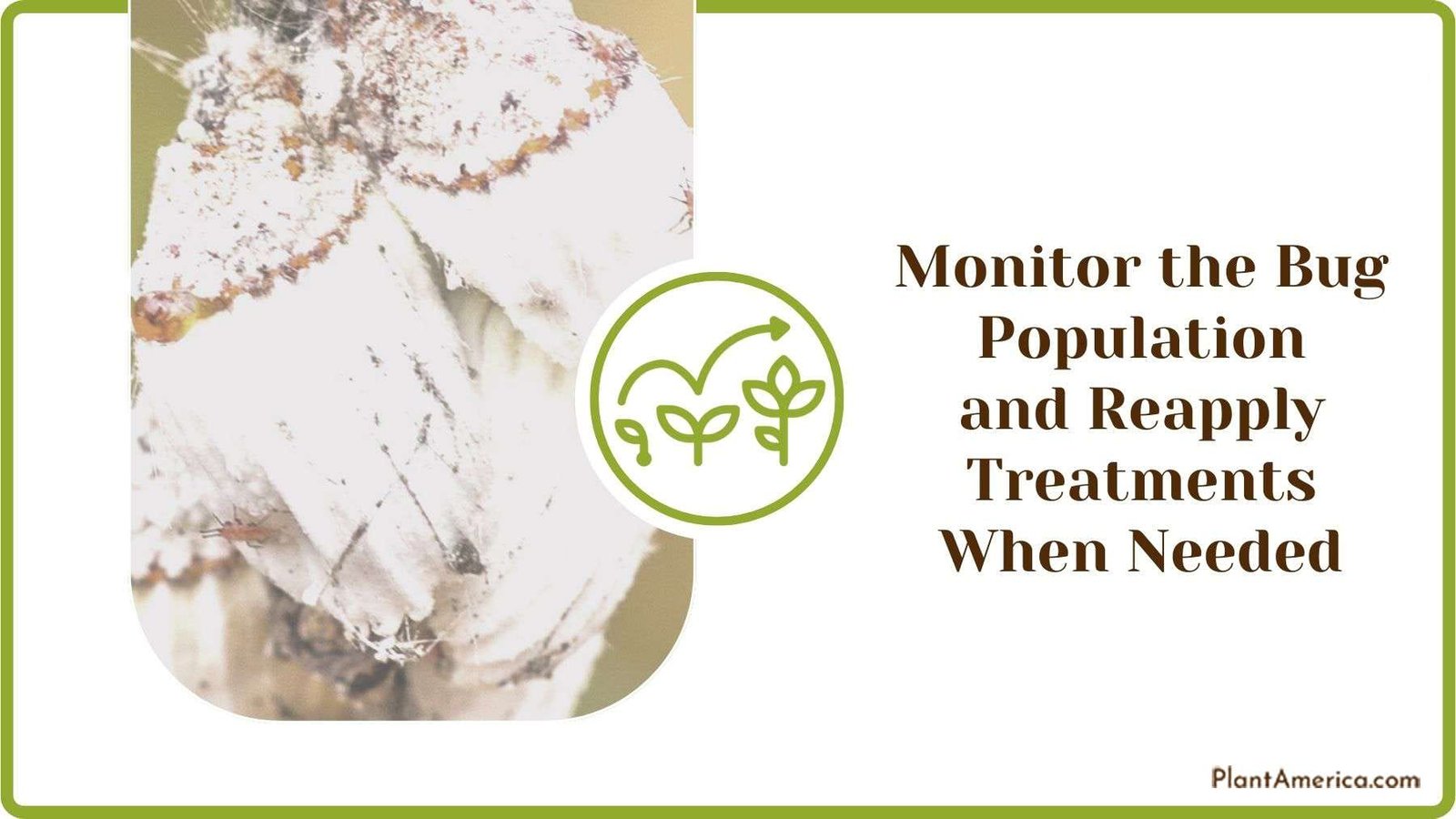Monitoring the Bug Population and Reapply Treatments When Needed Plant America Monitoring the Bug Population and Reapply Treatments When Needed Plant America