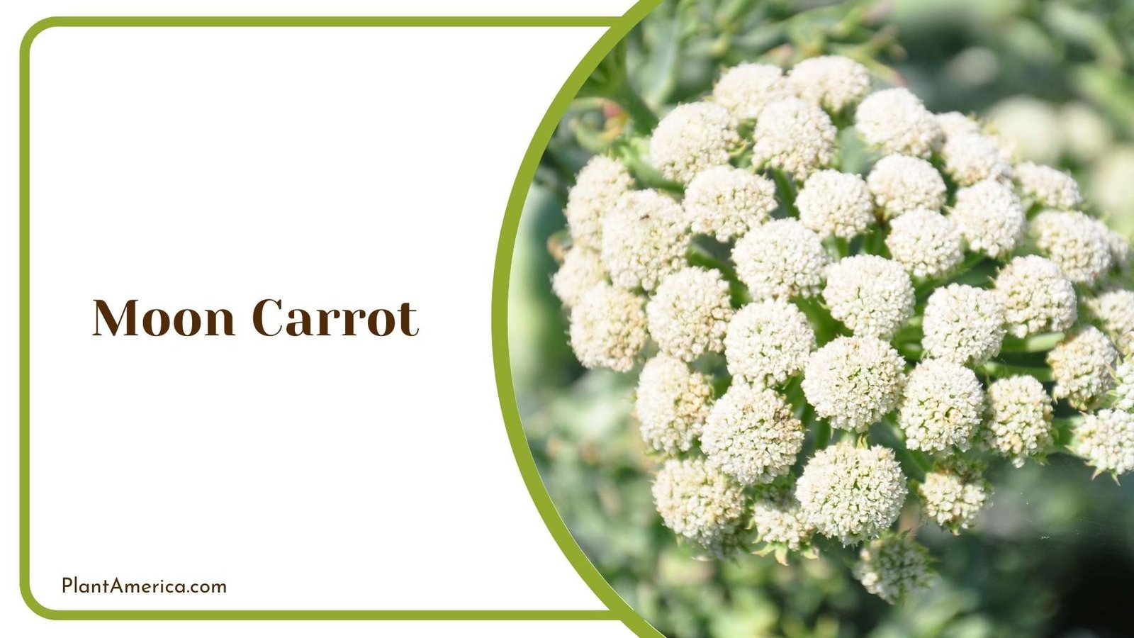 Moon Carrot Bloom Plant America Moon Carrot Bloom Plant America