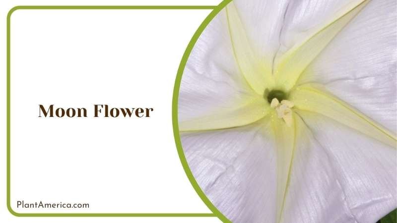 Moon Flower From Closer Look Plant America Moon Flower From Closer Look Plant America