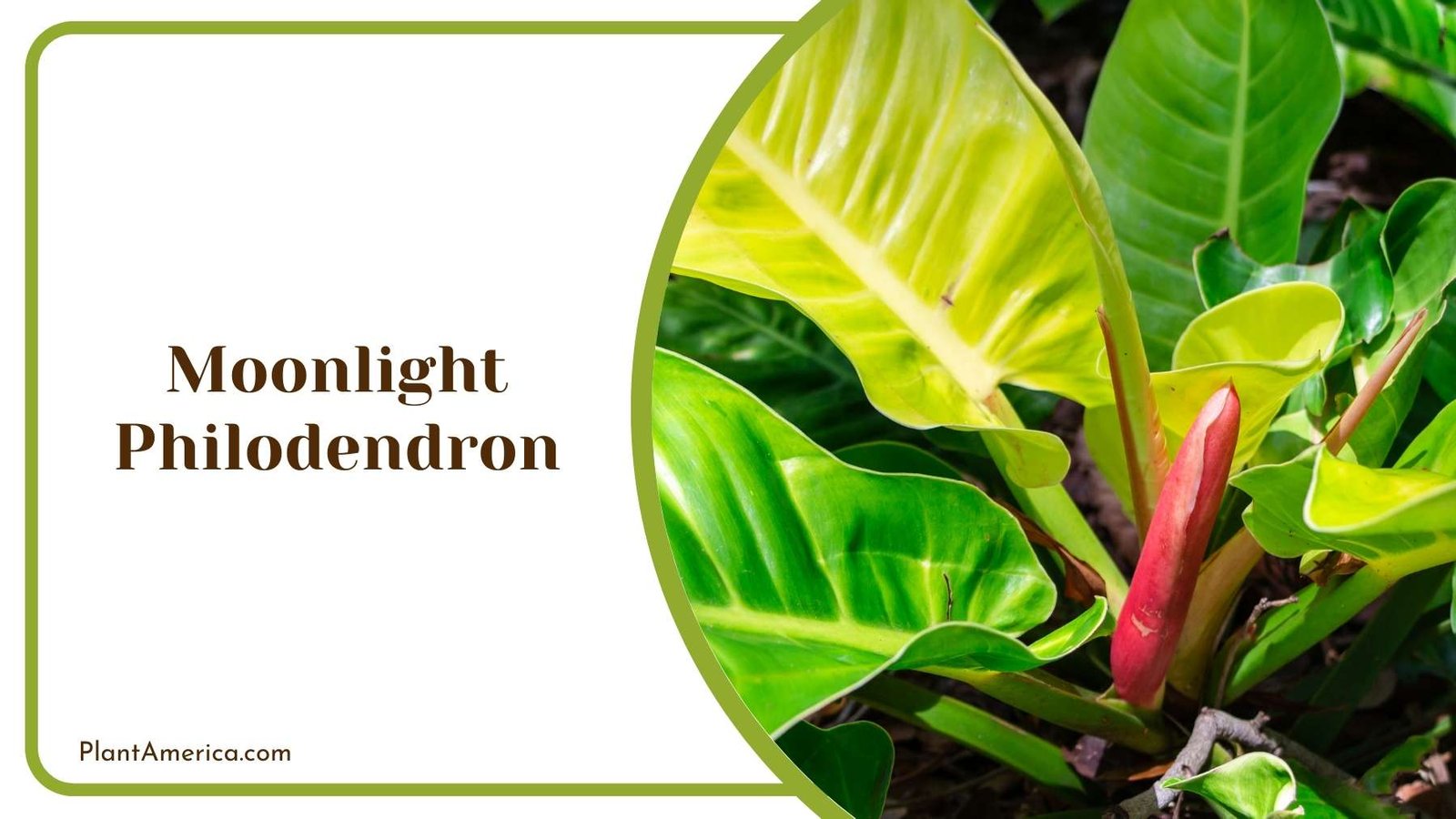 Moonlight Philodendron Plant Plant America
