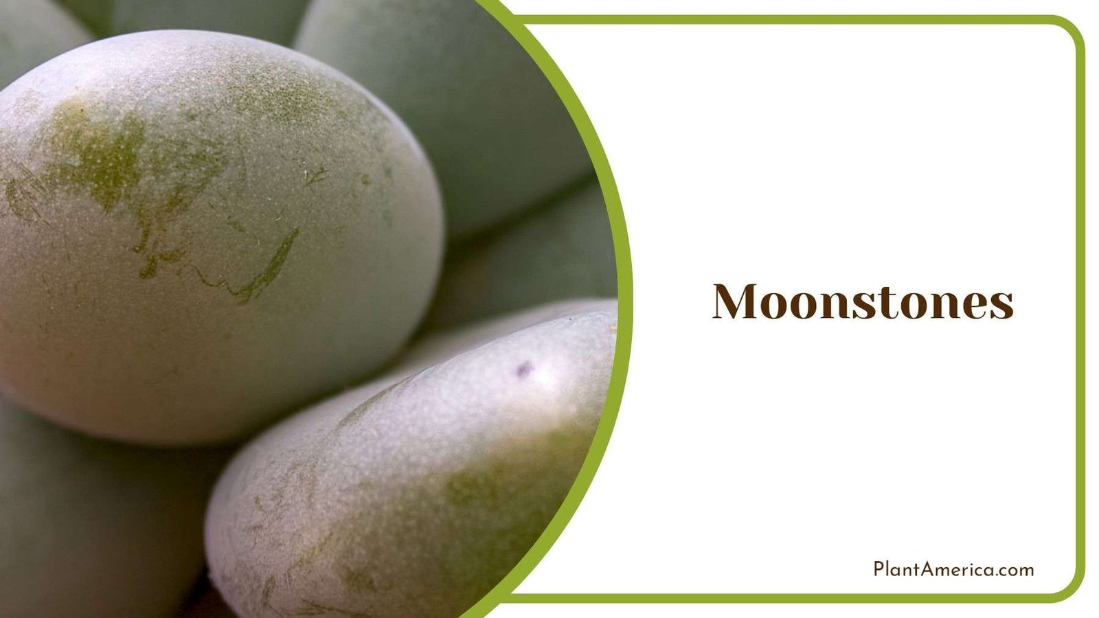 Moonstones Growing Parameters Plant America
