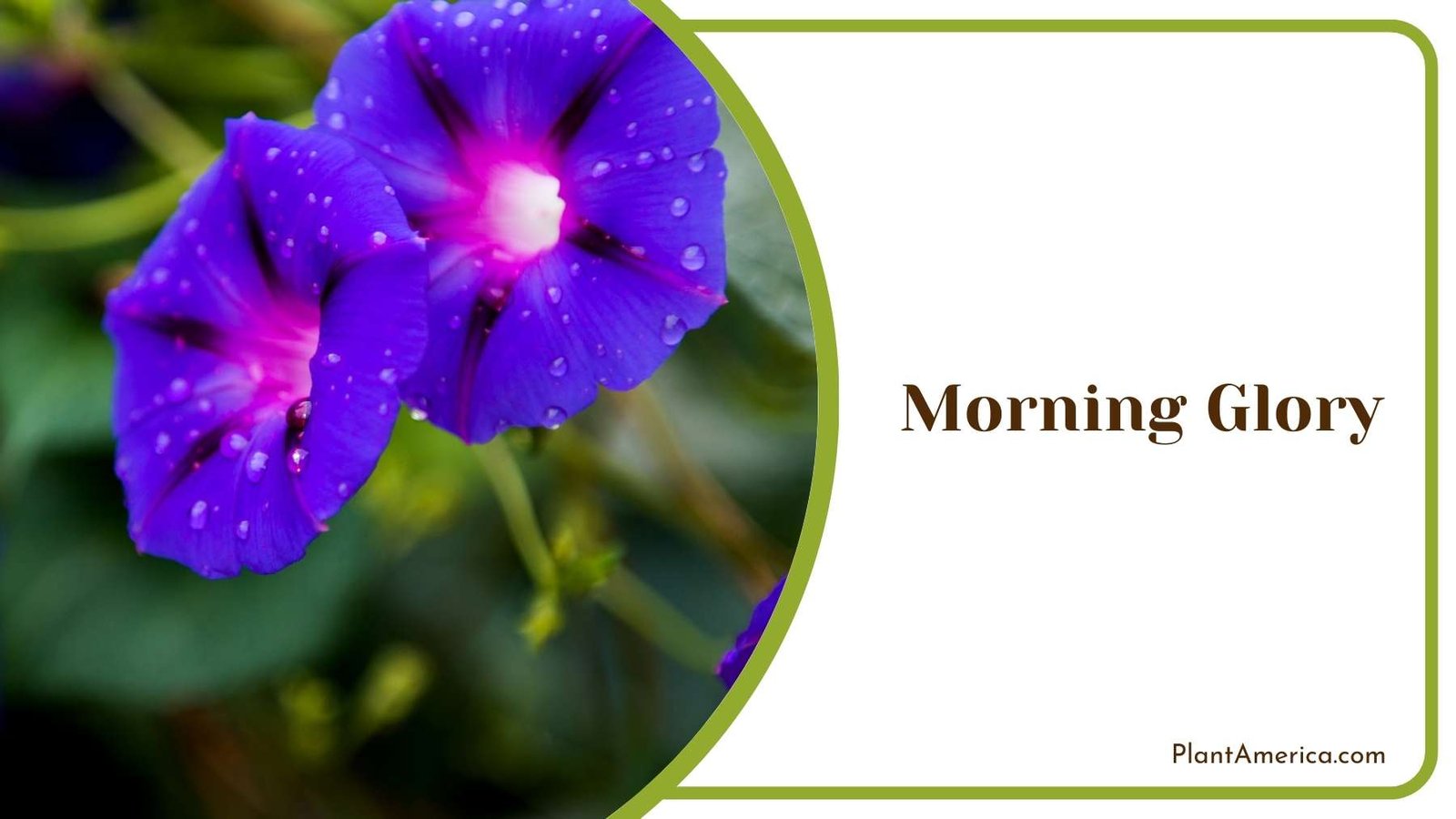 Morning Glory Plant America