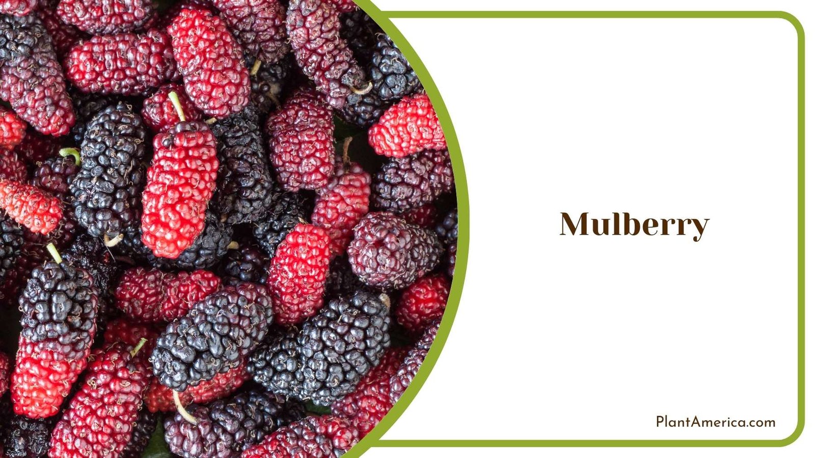 Mulberry In a Image Plant America
