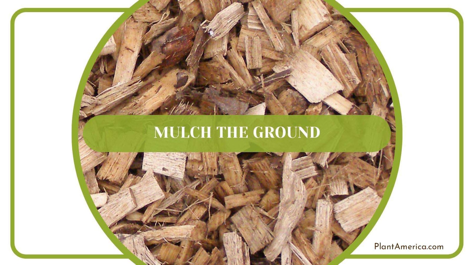 Mulching Ground of Redwood Trees PlantAmerica