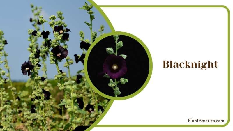 Mysterious Blacknight Flowers Plant America