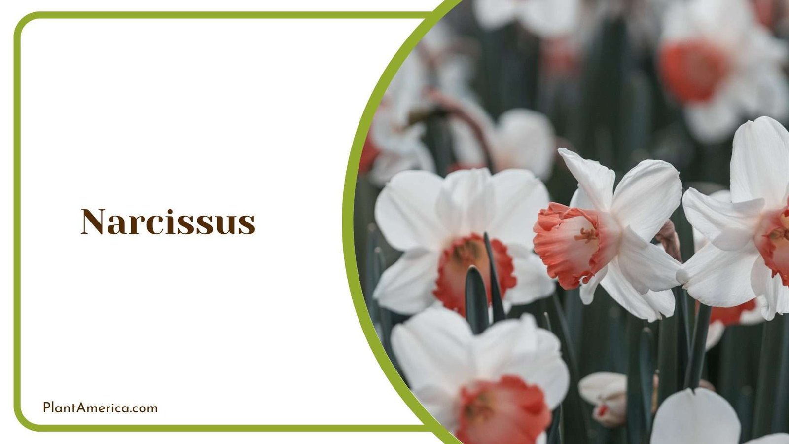Narcissus In a Farm Plant America