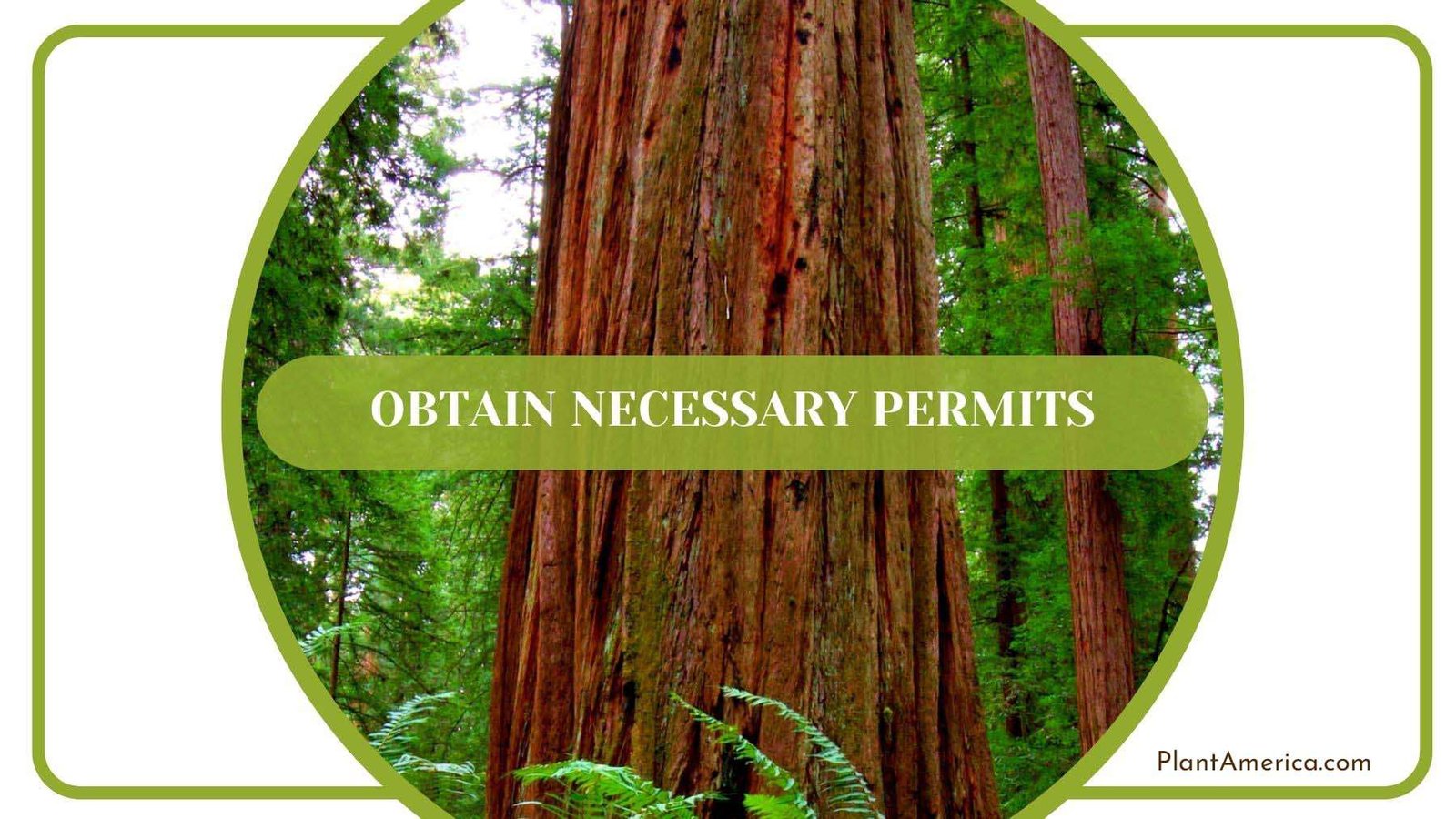 Necessary Permits for Transplanting Redwood Trees PlantAmerica