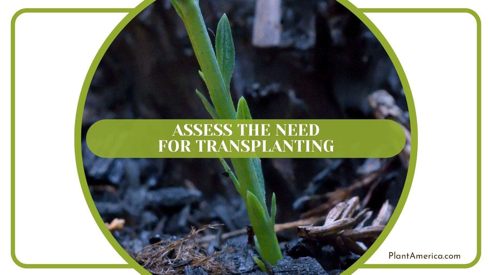 Need for Transplanting Redwood Trees PlantAmerica