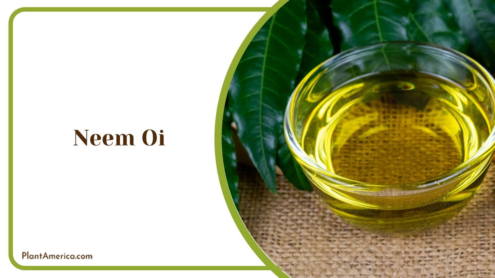 Neem Oil Spray on Garden Plant America