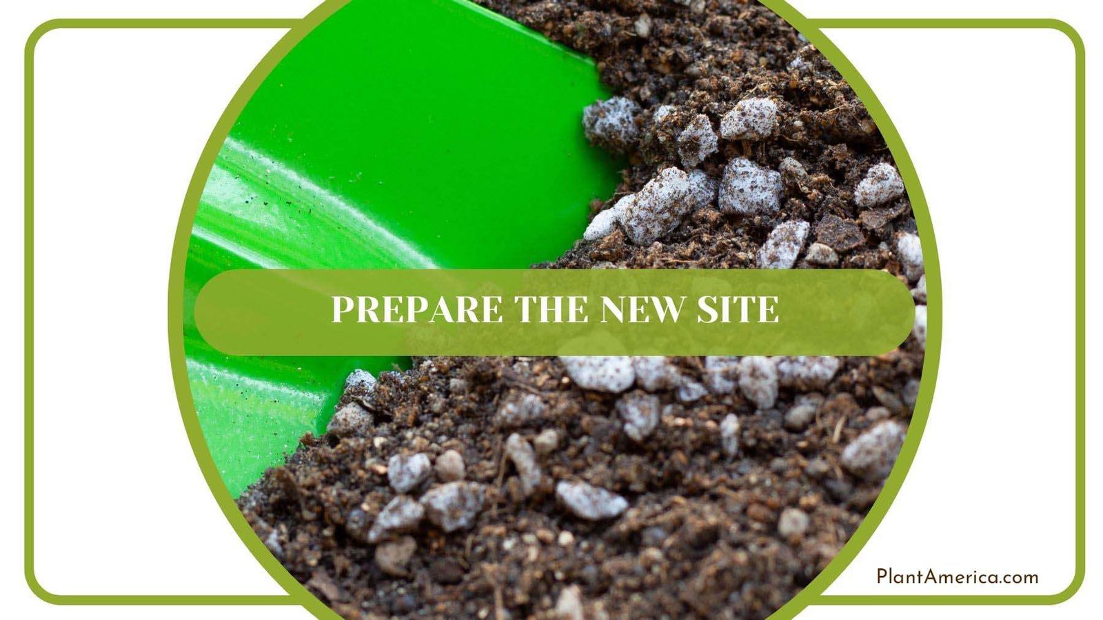New Site to Transplant Redwood Trees PlantAmerica