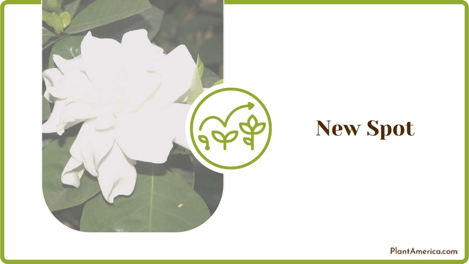 New Spot with Fertilization Plant America