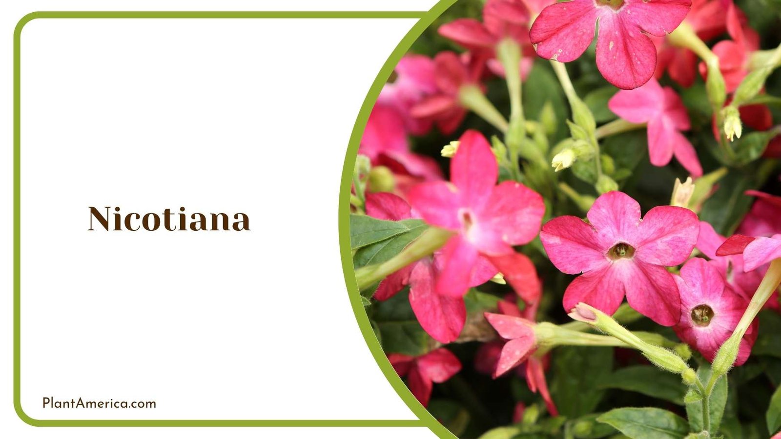 Nicotiana Flower In a Focus Shot Plant America Nicotiana Flower In a Focus Shot Plant America
