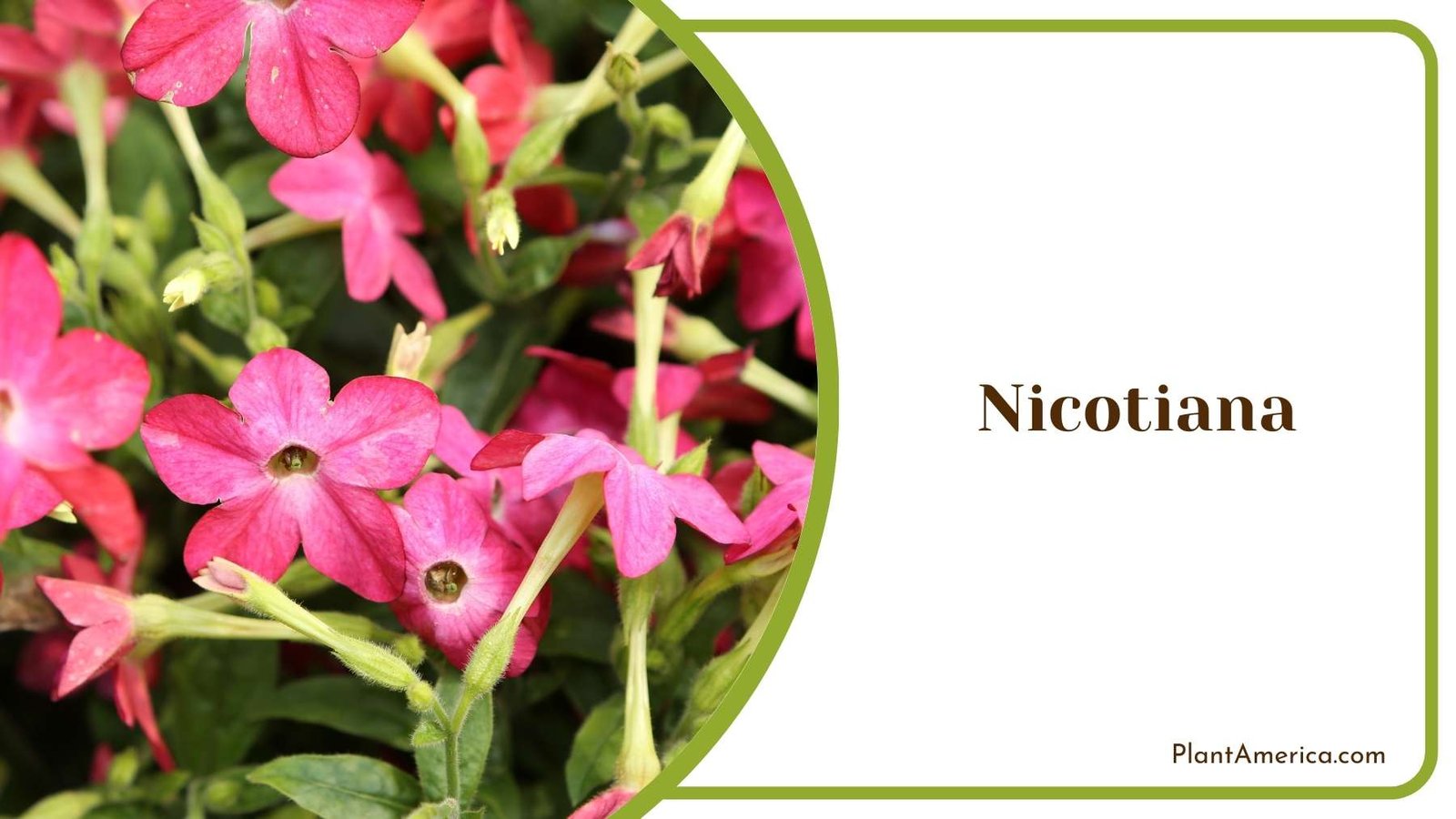 Nicotiana Flowers Plant America