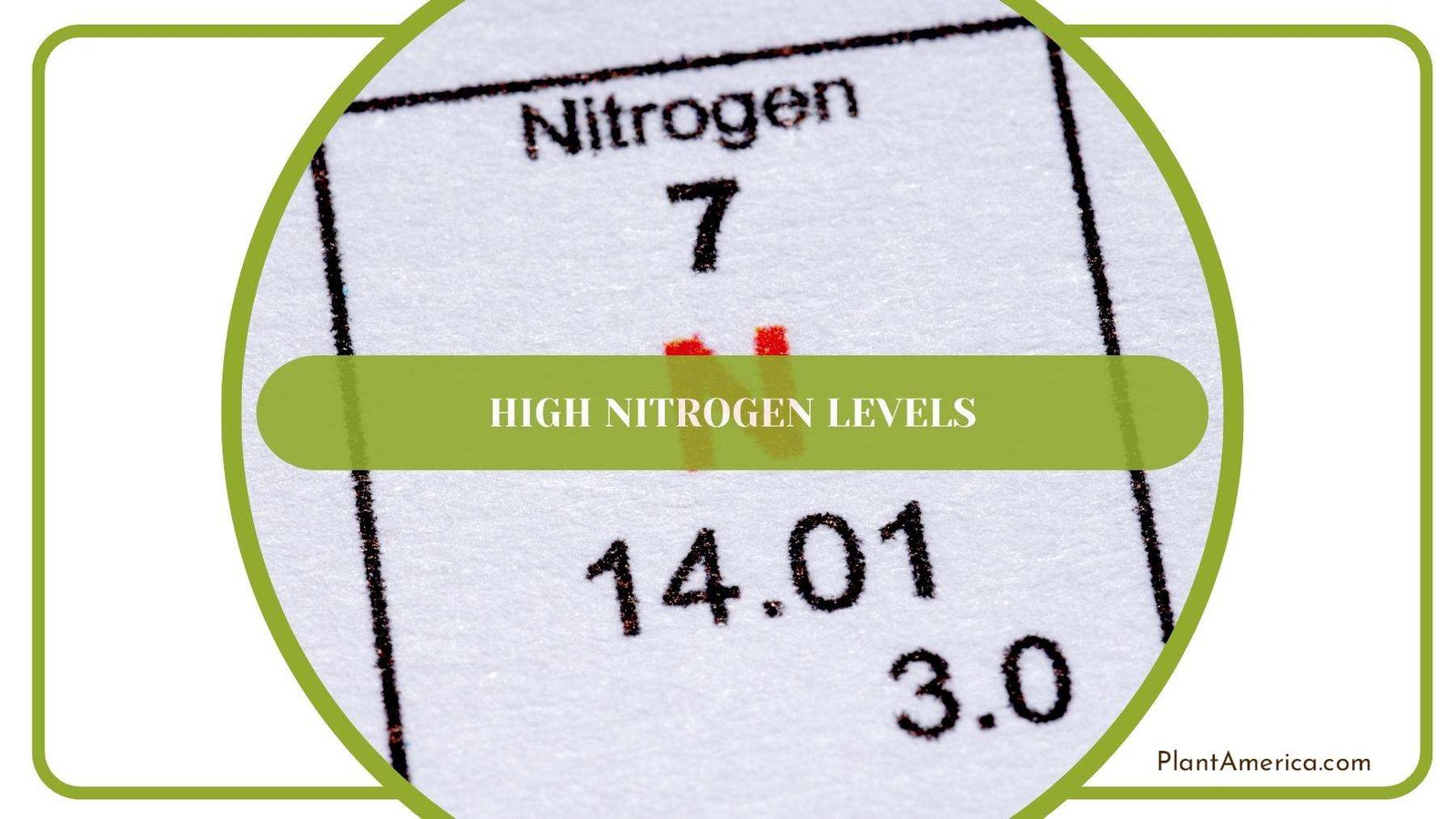 Nitrogen Chemical Profile On a Table PlantAmerica