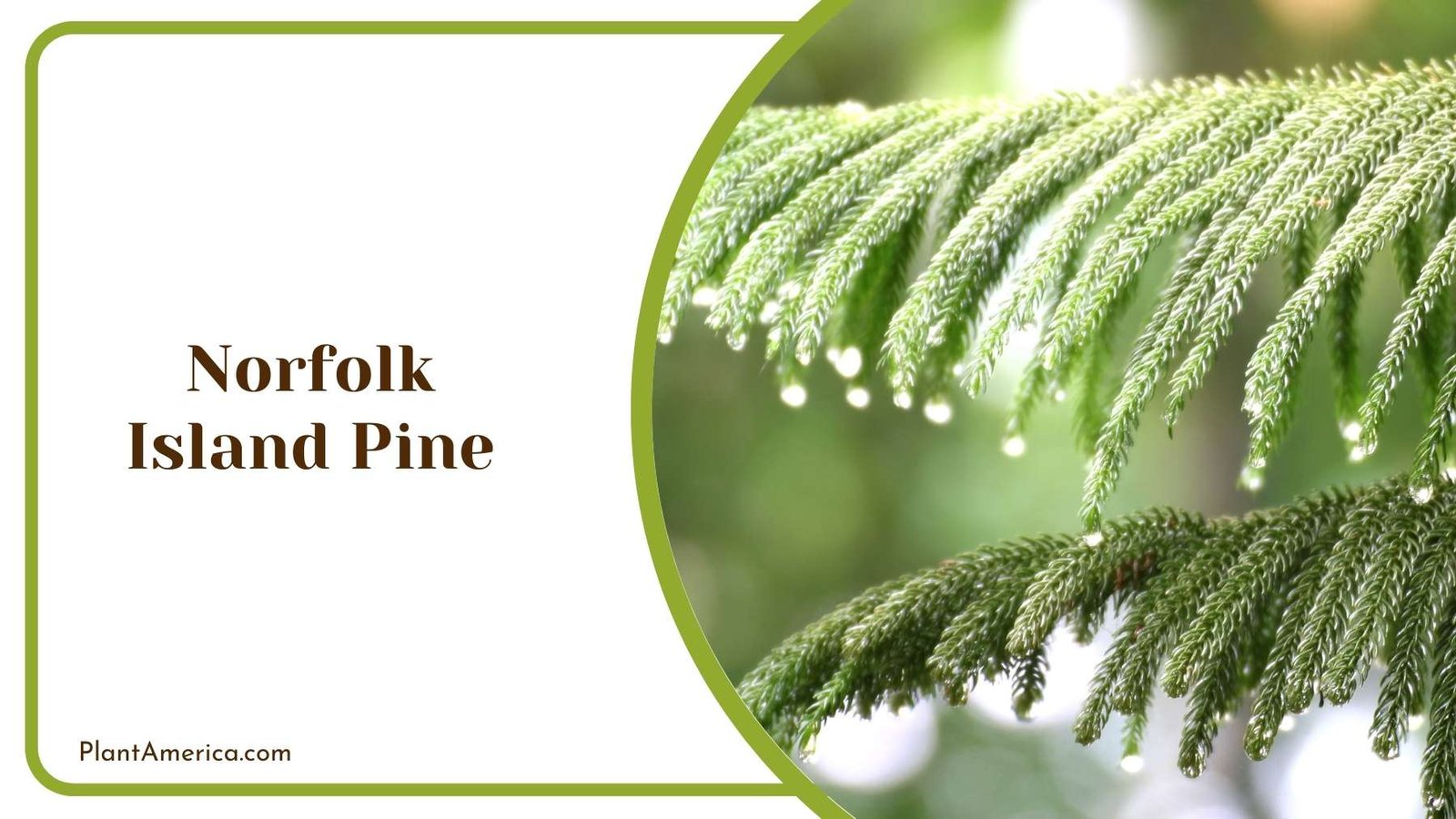 Norfolk Island Pine In Close Look Plant America Norfolk Island Pine In Close Look Plant America