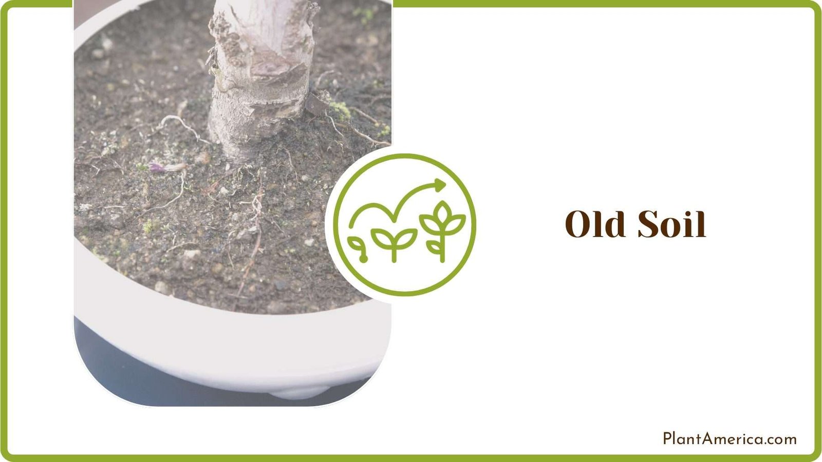 Old Soil from the Roots Plantamerica