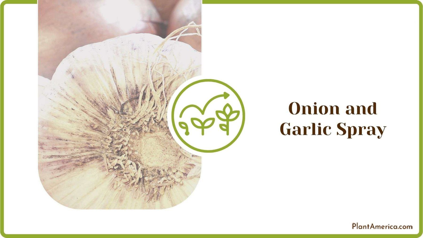 Onion and Garlic Spray for Mealybugs Plant America Onion and Garlic Spray for Mealybugs Plant America