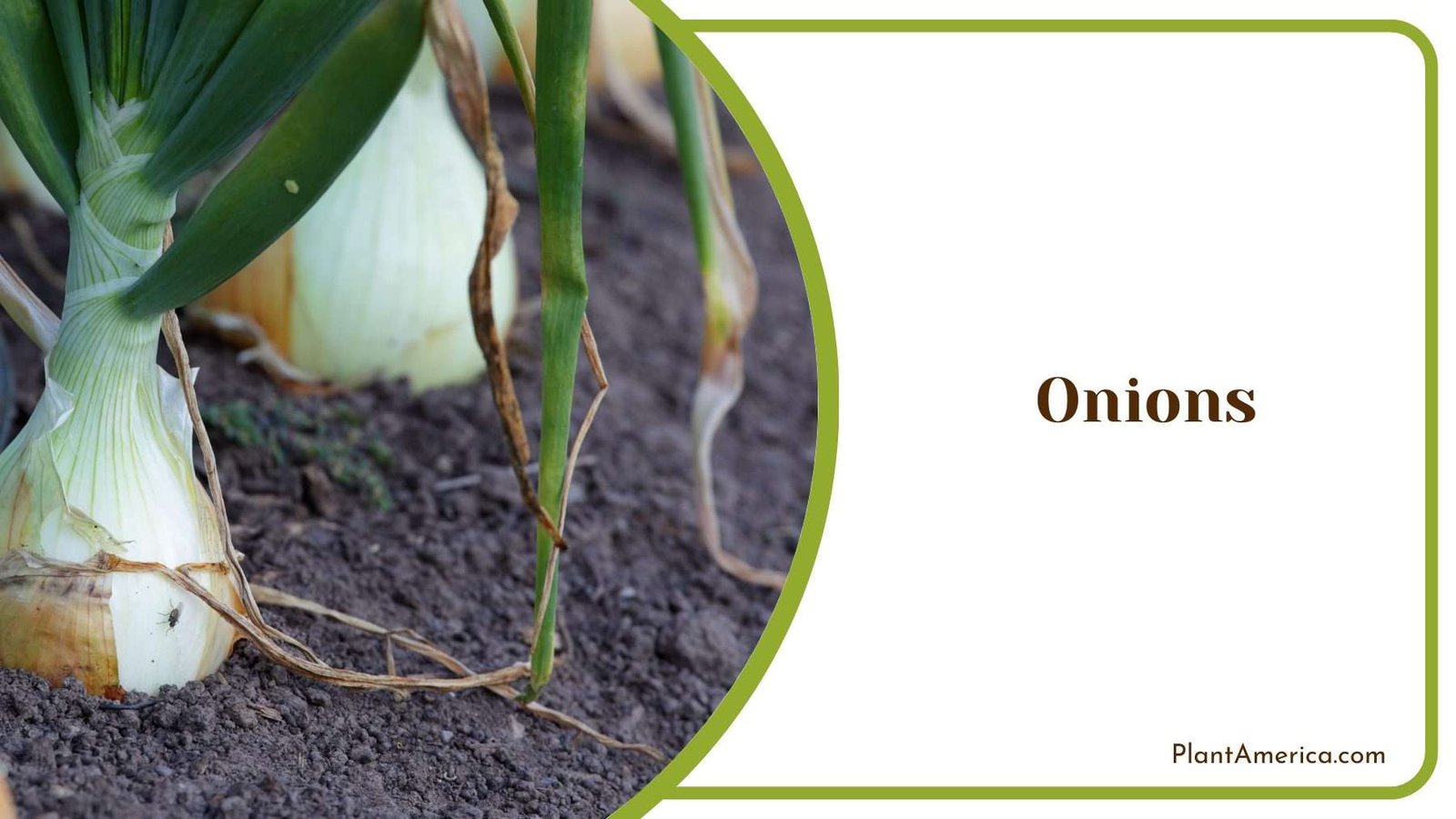 Onions Plant On a Soil Plant America