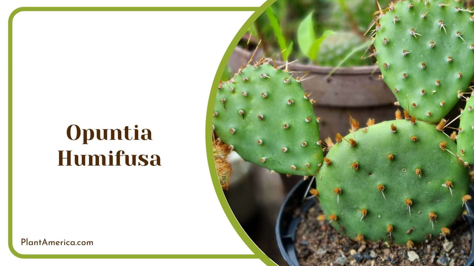 Opuntia Humifusa Cactus Plant America