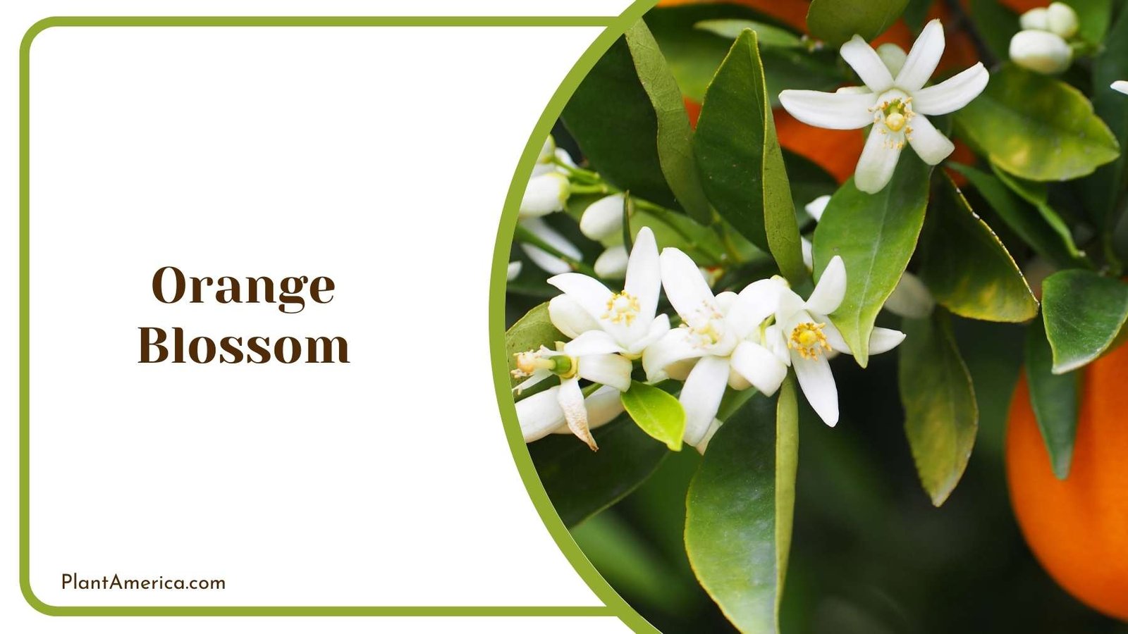 Orange Blossom Flower Plant America