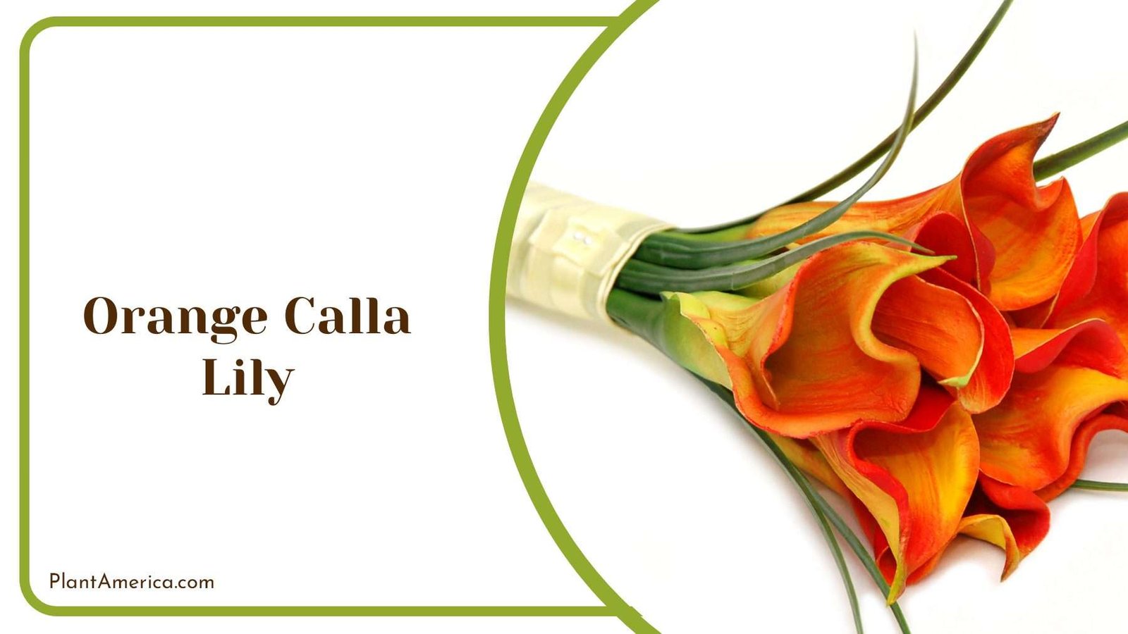 Orange Calla Lily Bouquet Plant America