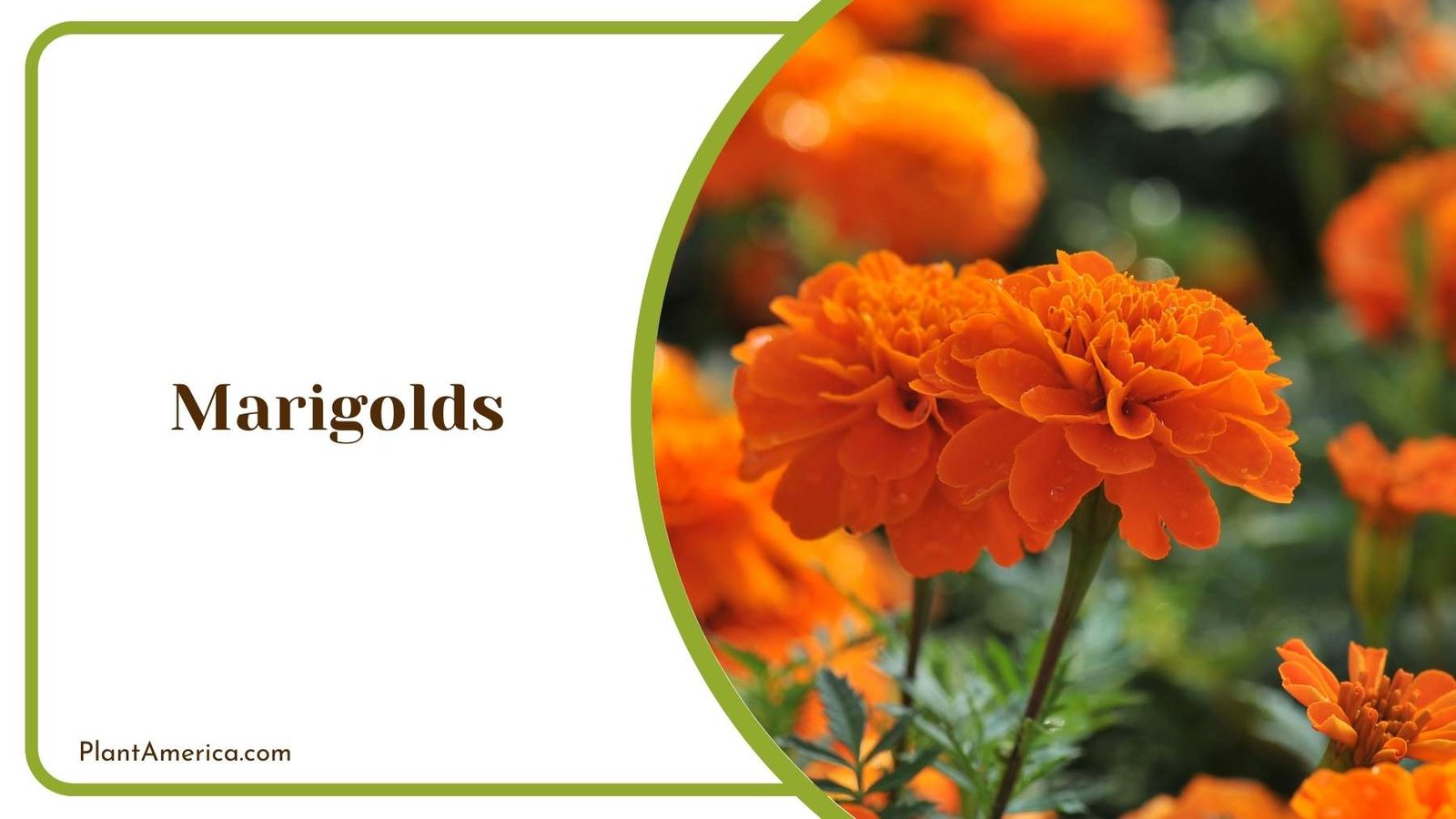 Orange Marigolds Bloom Plant America