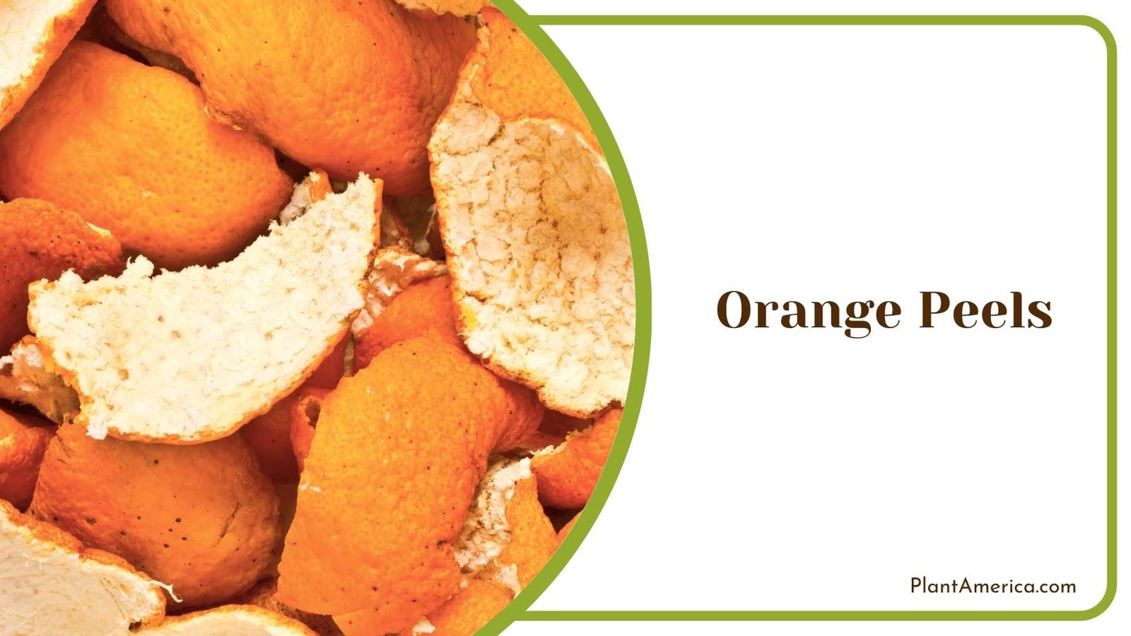 Orange Peels From Close Shot Plant America