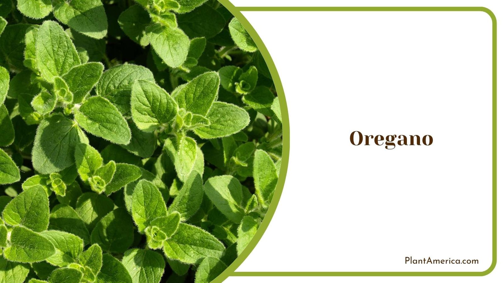 Oregano Leaves The Beauty Of Garden Plant America