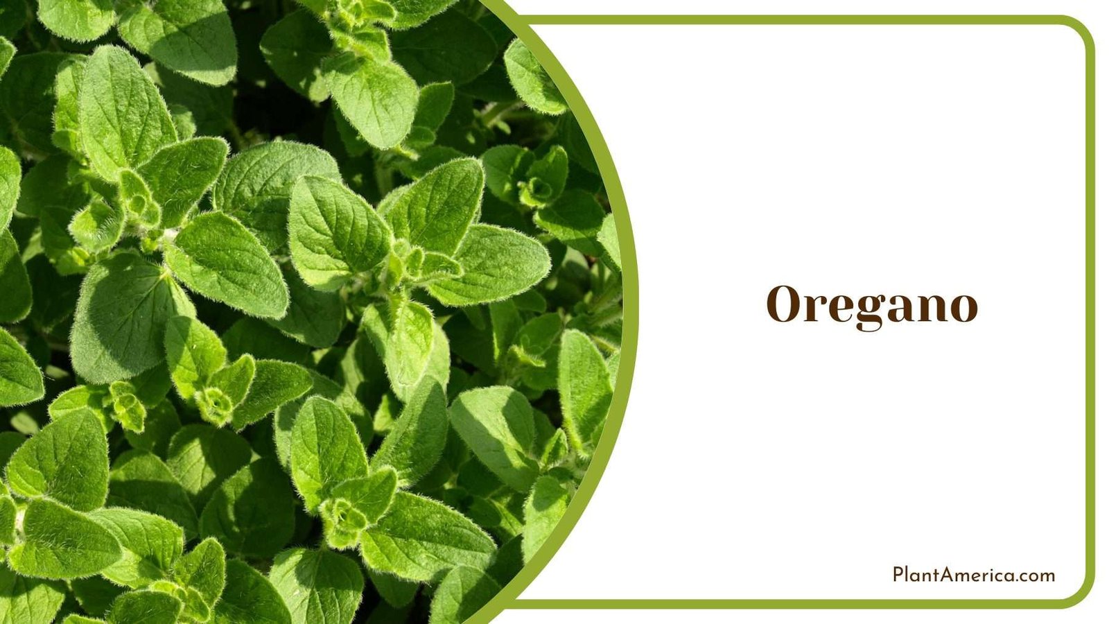 Oregano Plant Plant America