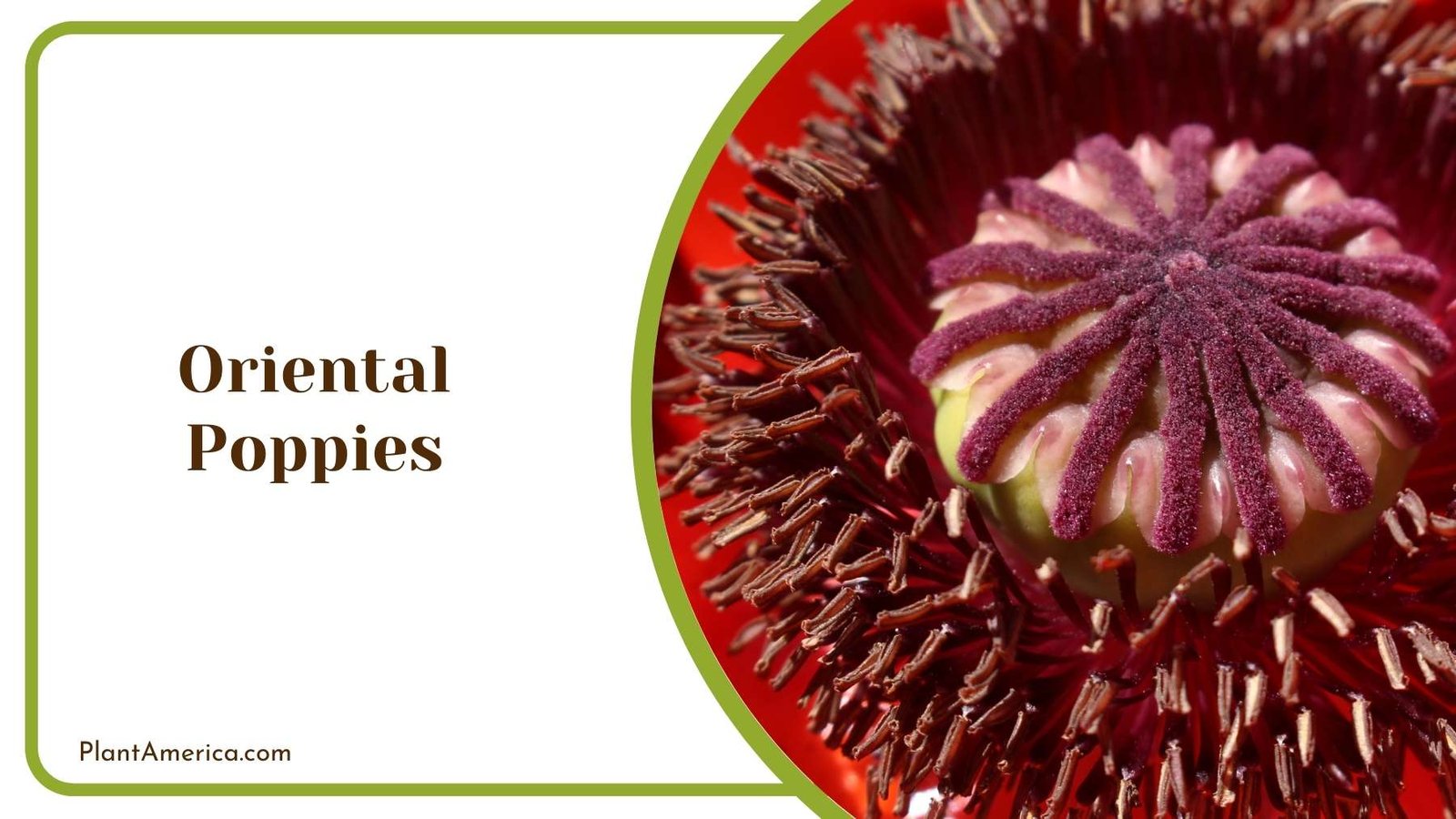 Oriental Poppies Plant America