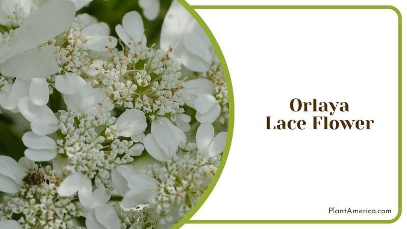 Orlaya Lace Flower Plant America