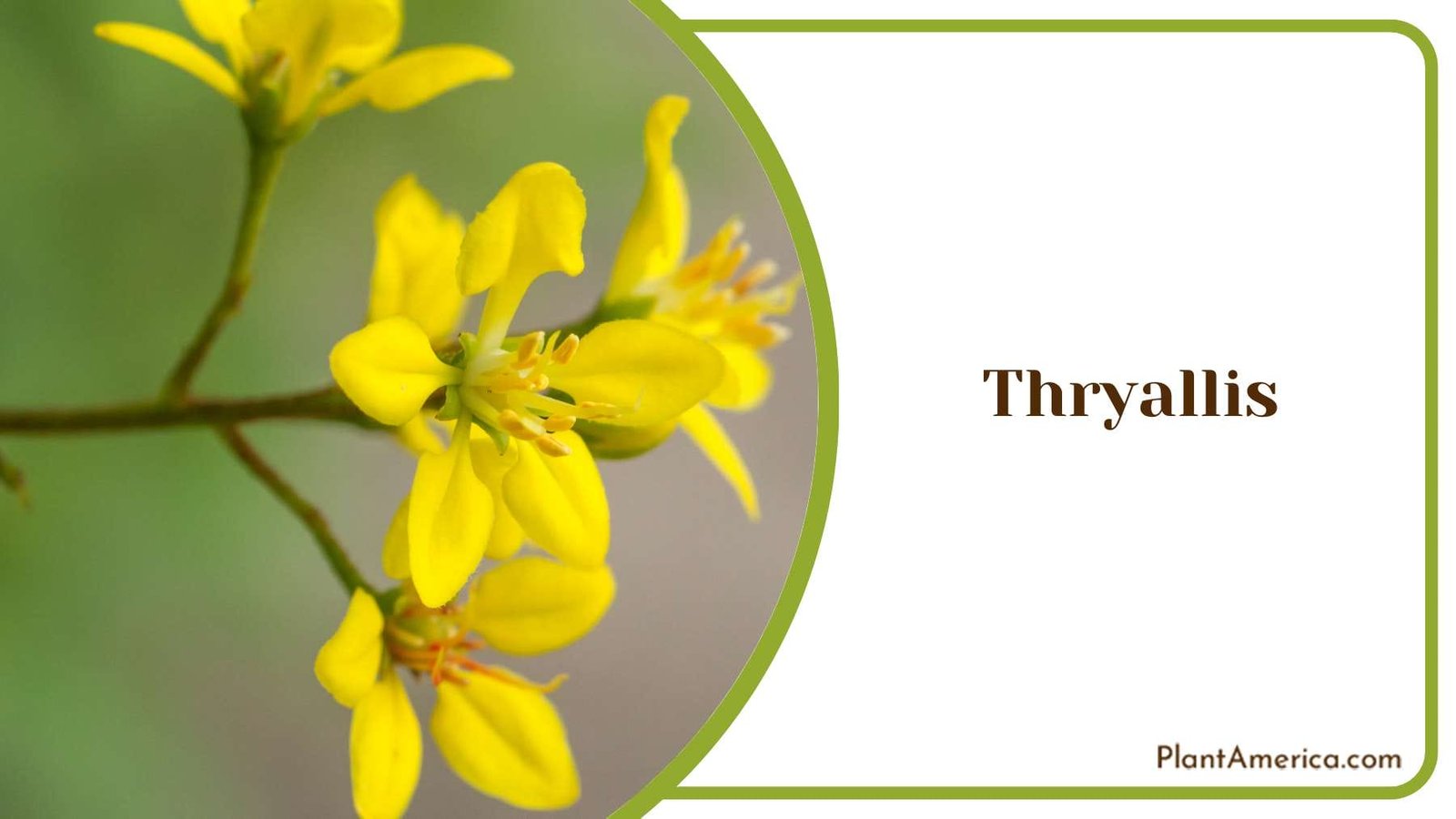 Ornamental Yellow Thryallis Plant America