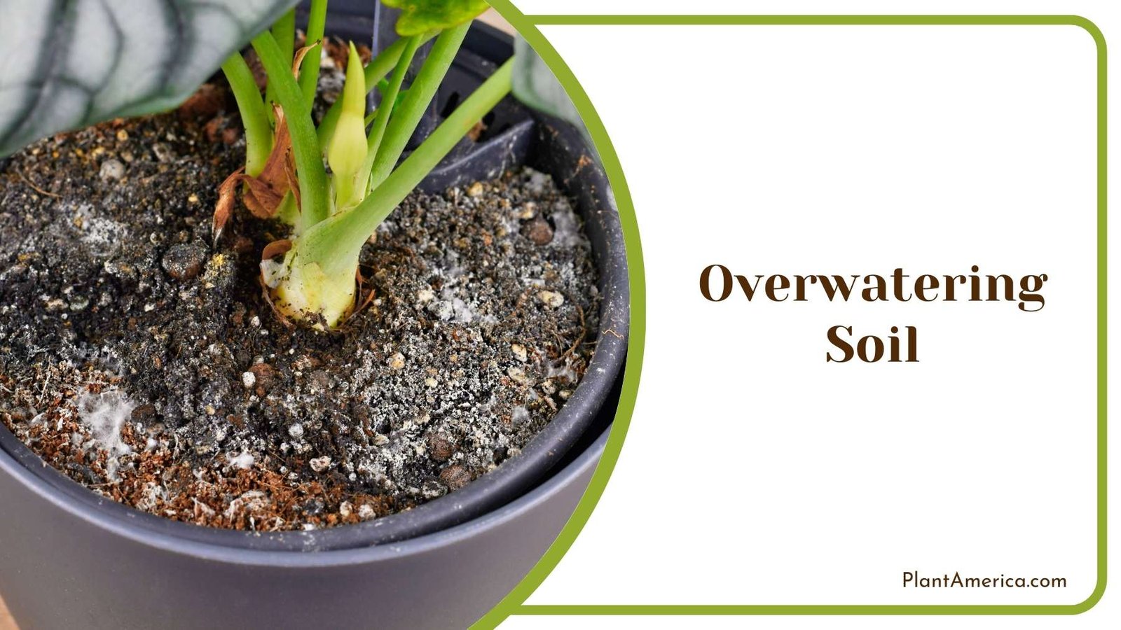 Overwatering Soil Plant America