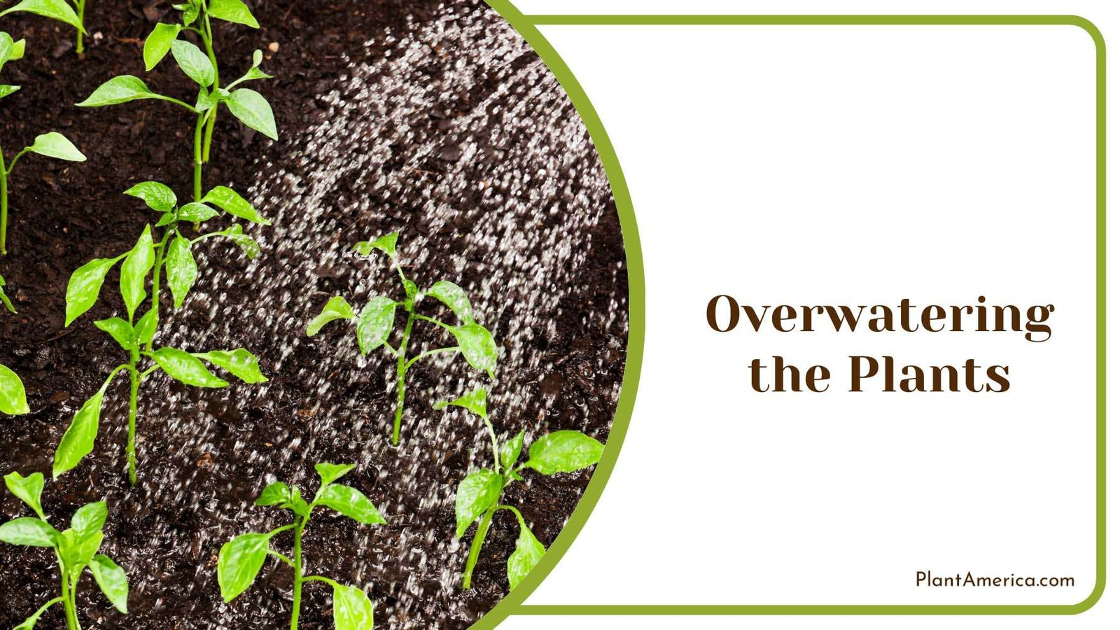 Overwatering the Plants Plant America