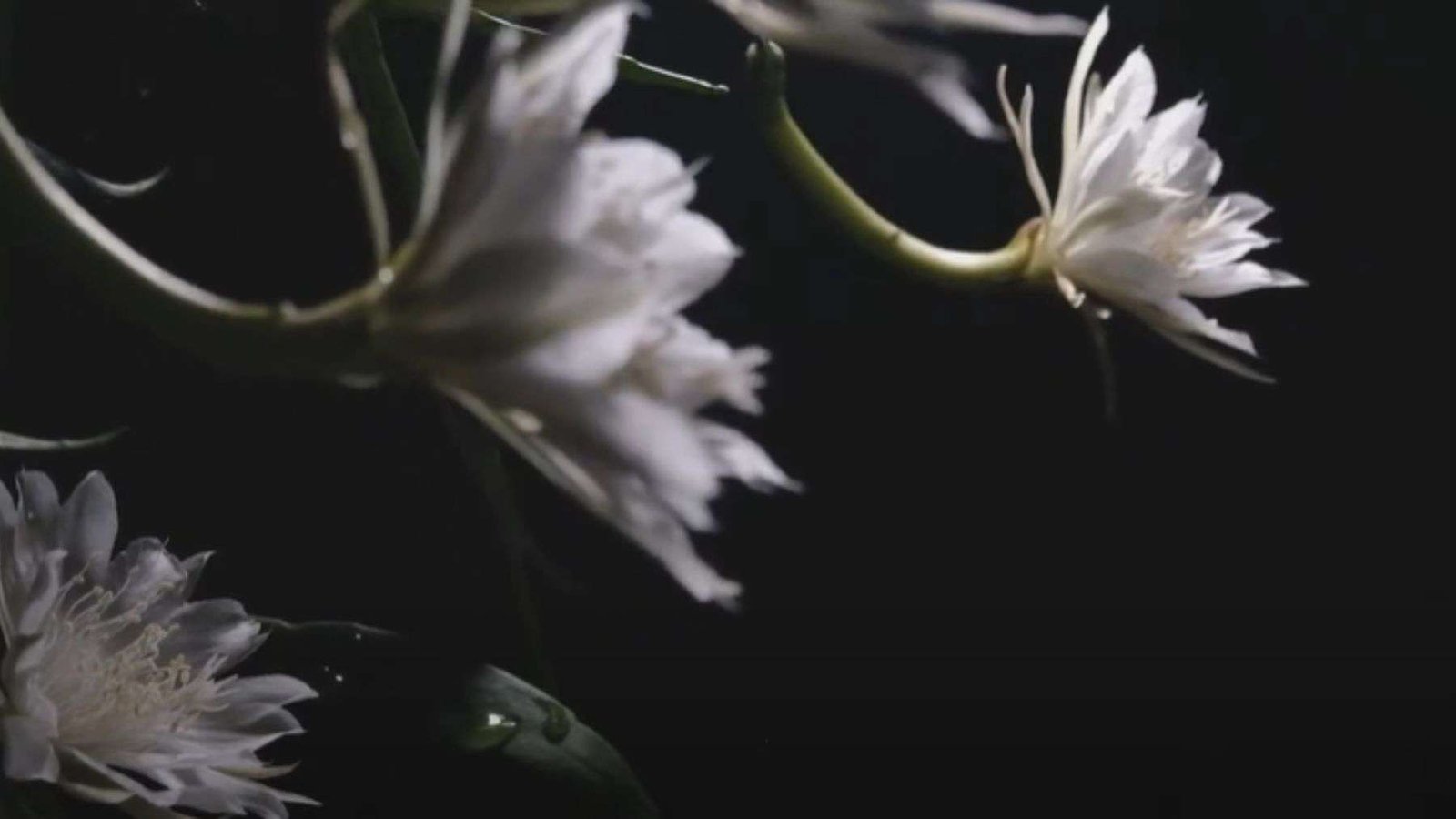 Oxypetalum Growing Condition Plant America
