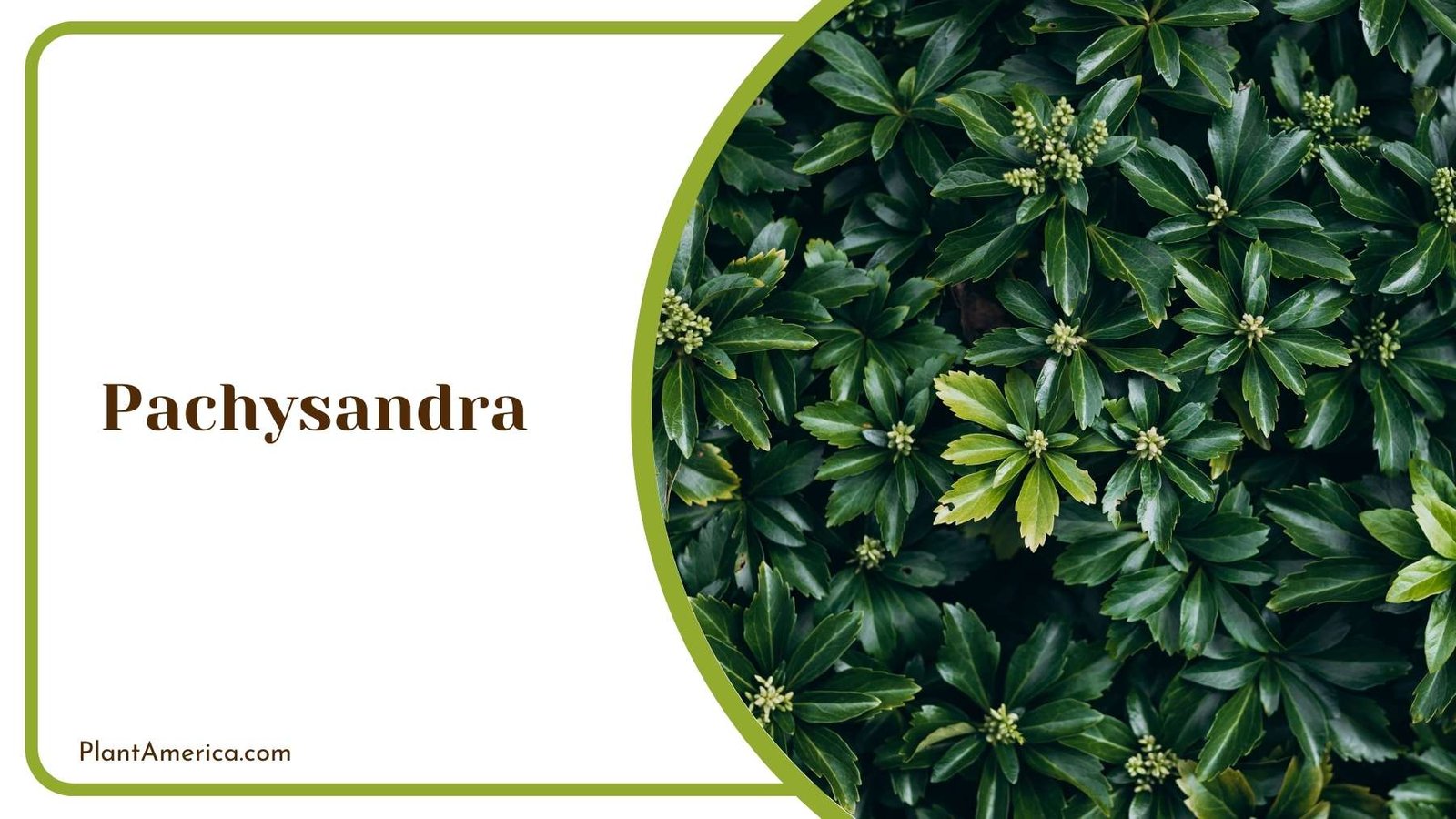 Pachysandra Closer Look Plant America