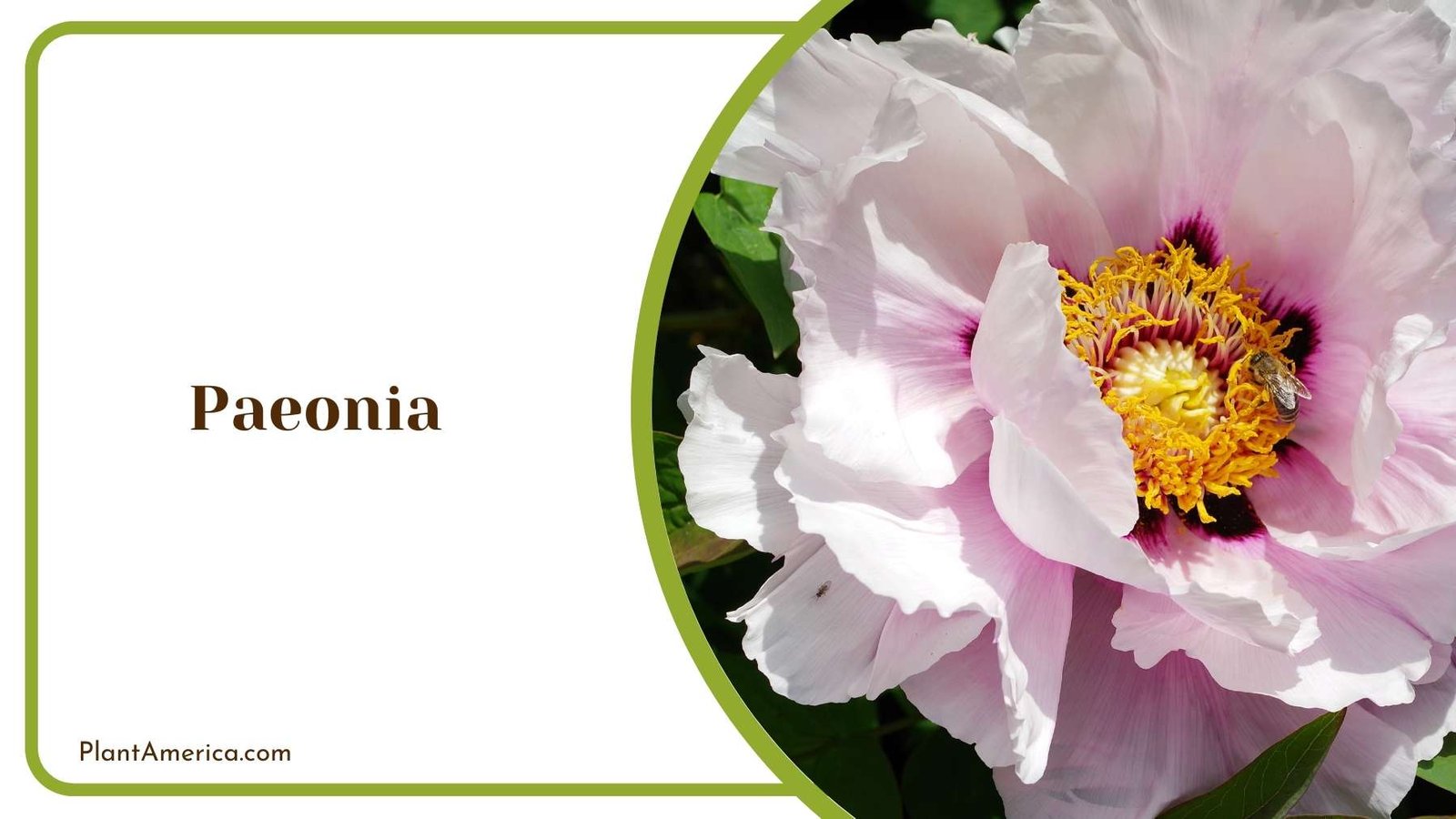 Paeonia In a Picture Plant America