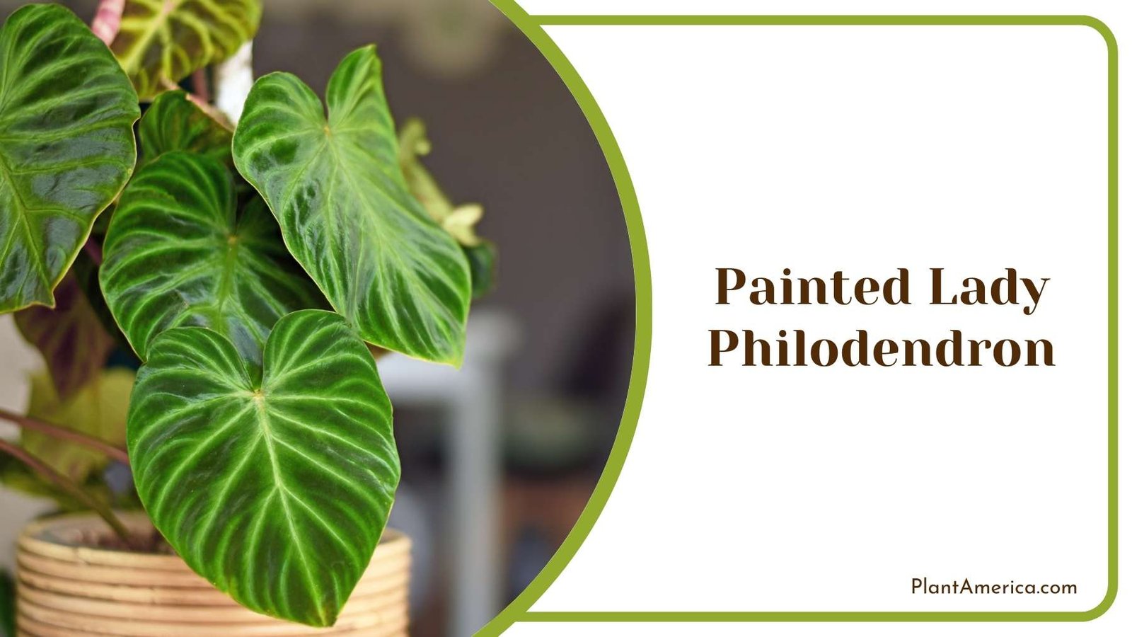 Painted Lady Philodendron Interior Pot Plant America