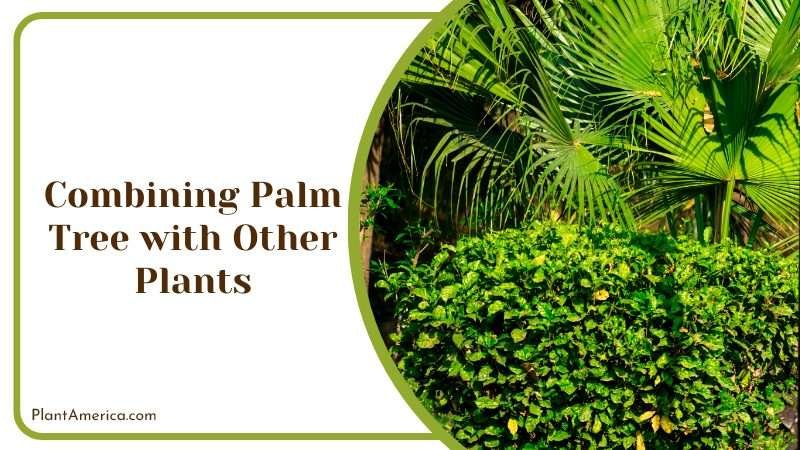 Palm Tree with Other Plants in Garden Plant America